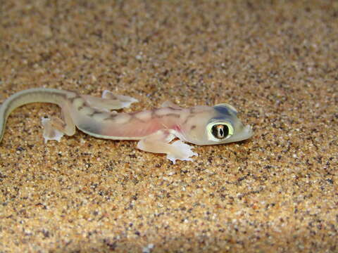 Image of Namib Sand Gecko