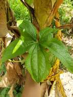 Image of Indian yam