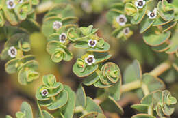 Imagem de Euphorbia amplexicaulis Hook. fil.