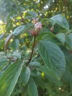 Image of Viburnum × bodnantense Aberc. ex Stearn