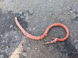 Image of Linne's Dwarf Snake