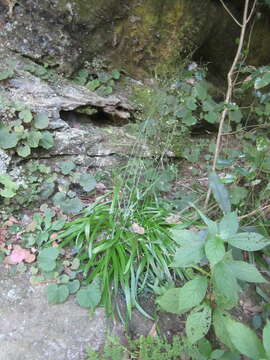 صورة Stenanthium diffusum Wofford