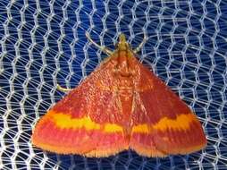 صورة Pyrausta pseuderosnealis Munroe 1976