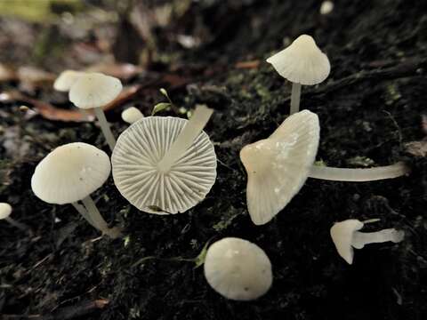 Image of Atheniella flavoalba (Fr.) Redhead, Moncalvo, Vilgalys, Desjardin & B. A. Perry 2012