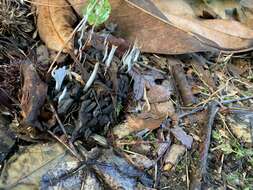 Imagem de Xylaria magnoliae J. D. Rogers 1979