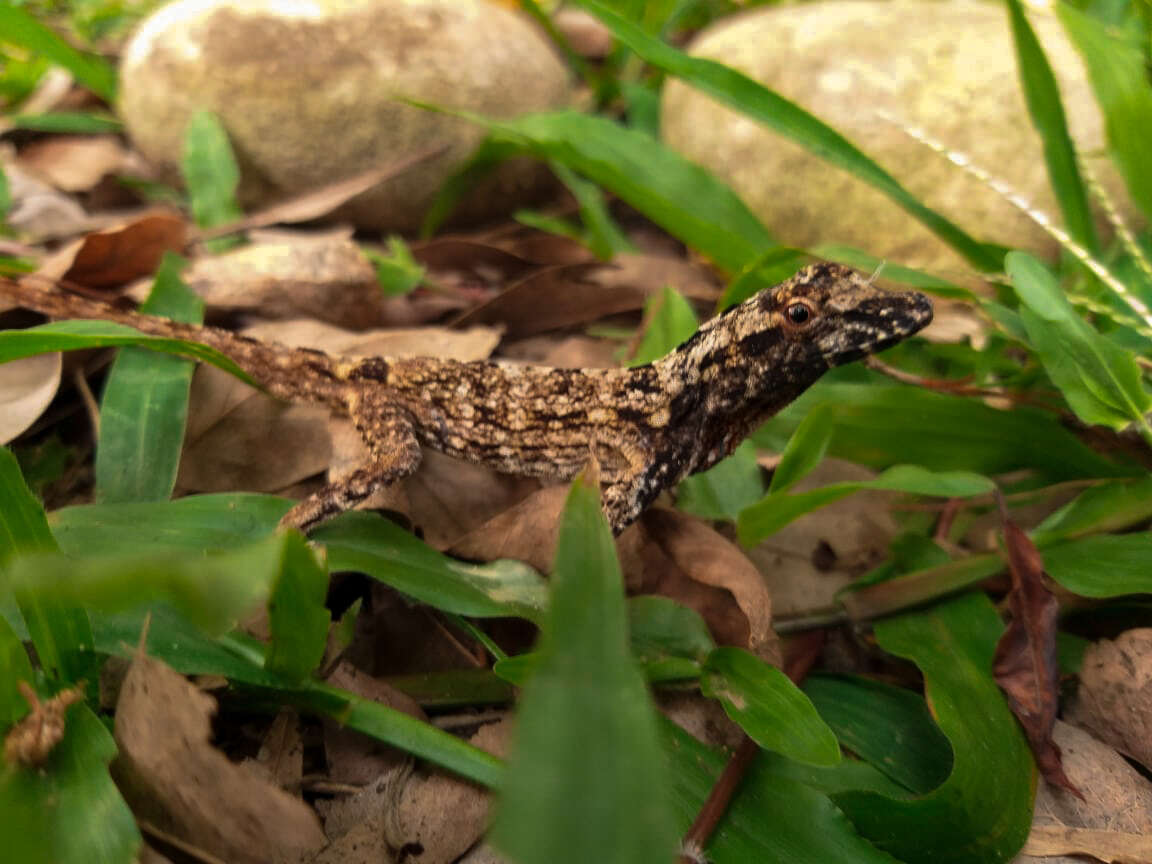 Image de Anolis sulcifrons Cope 1899