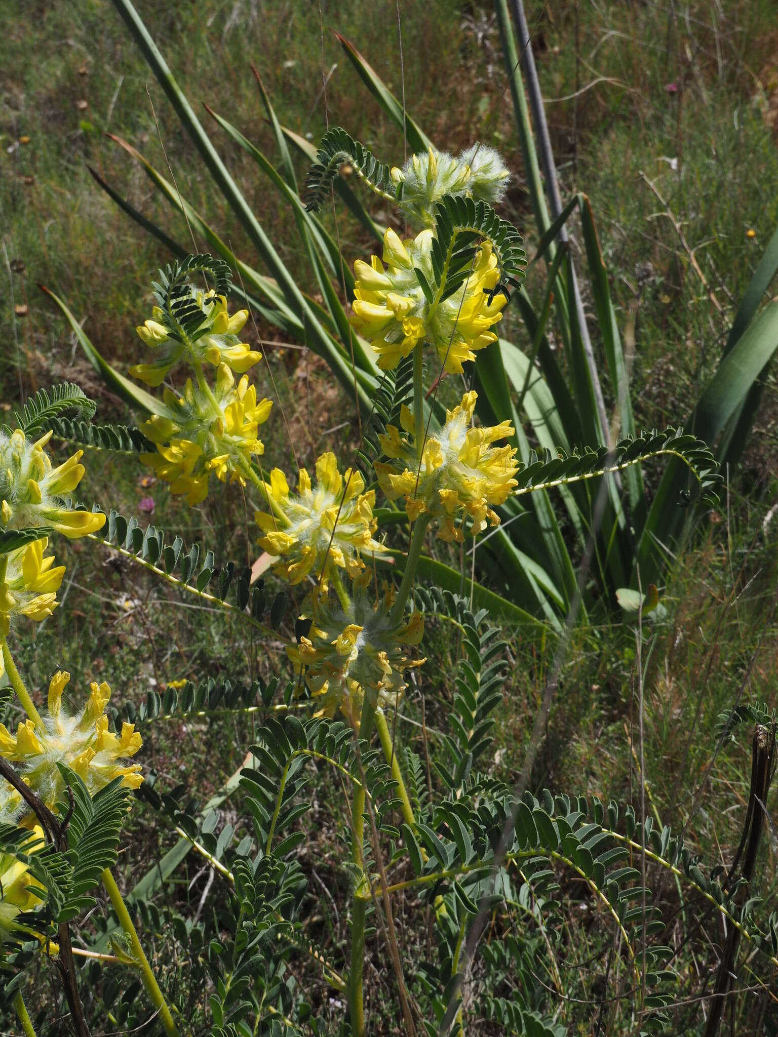 Image of Astragalus alopecuroides L.