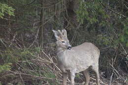 Sivun Capreolus capreolus capreolus (Linnaeus 1758) kuva