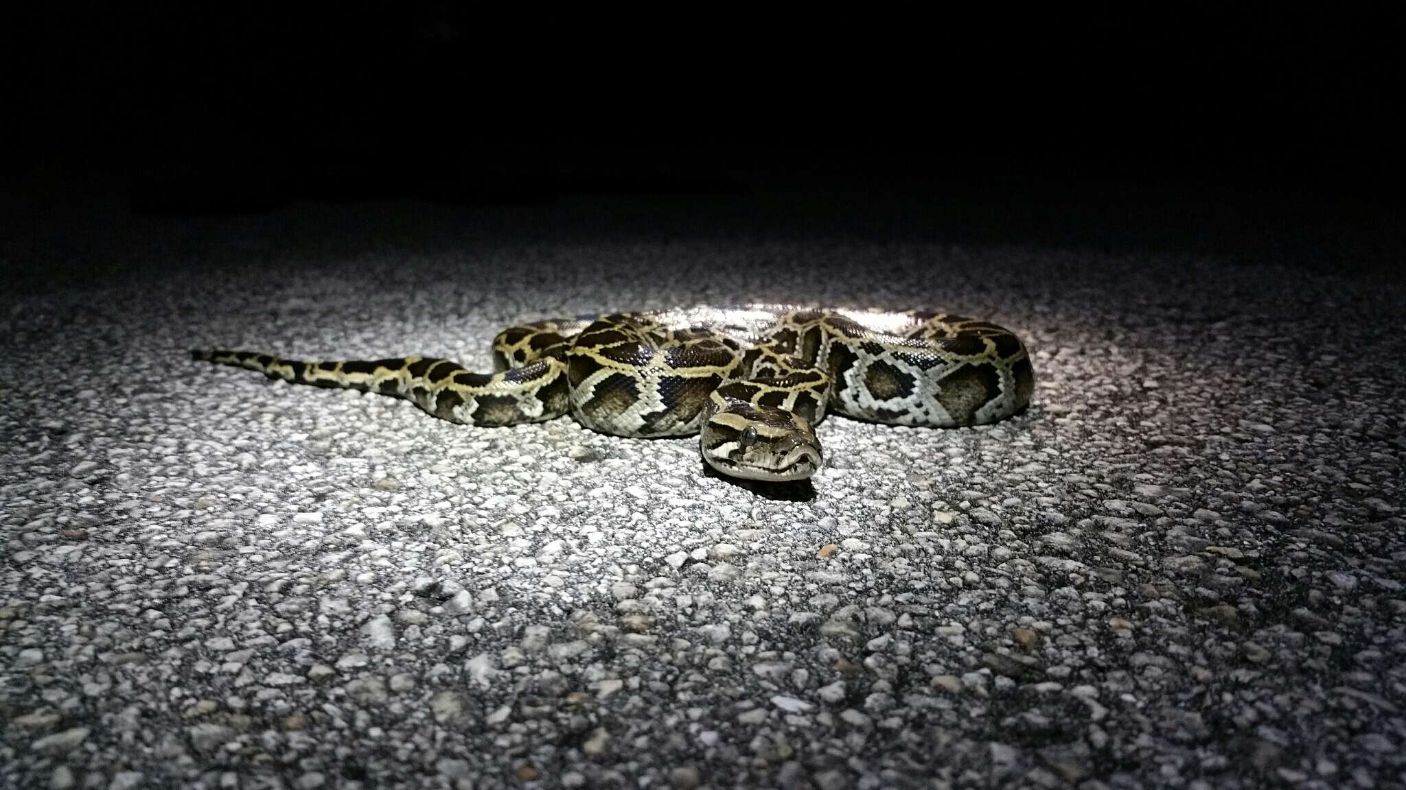 Image of Burmese python