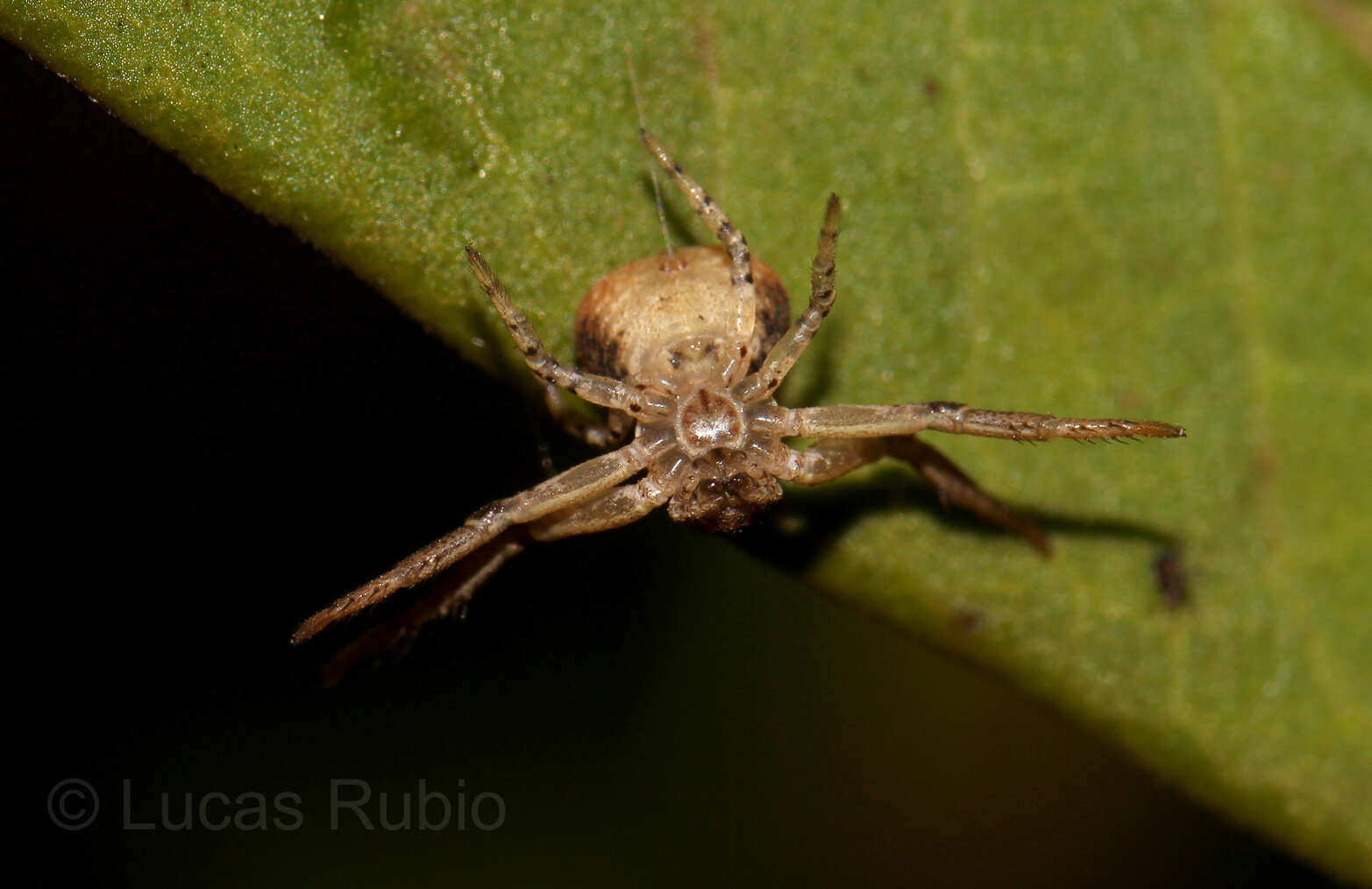 Image of Misumenoides athleticus (Mello-Leitão 1944)