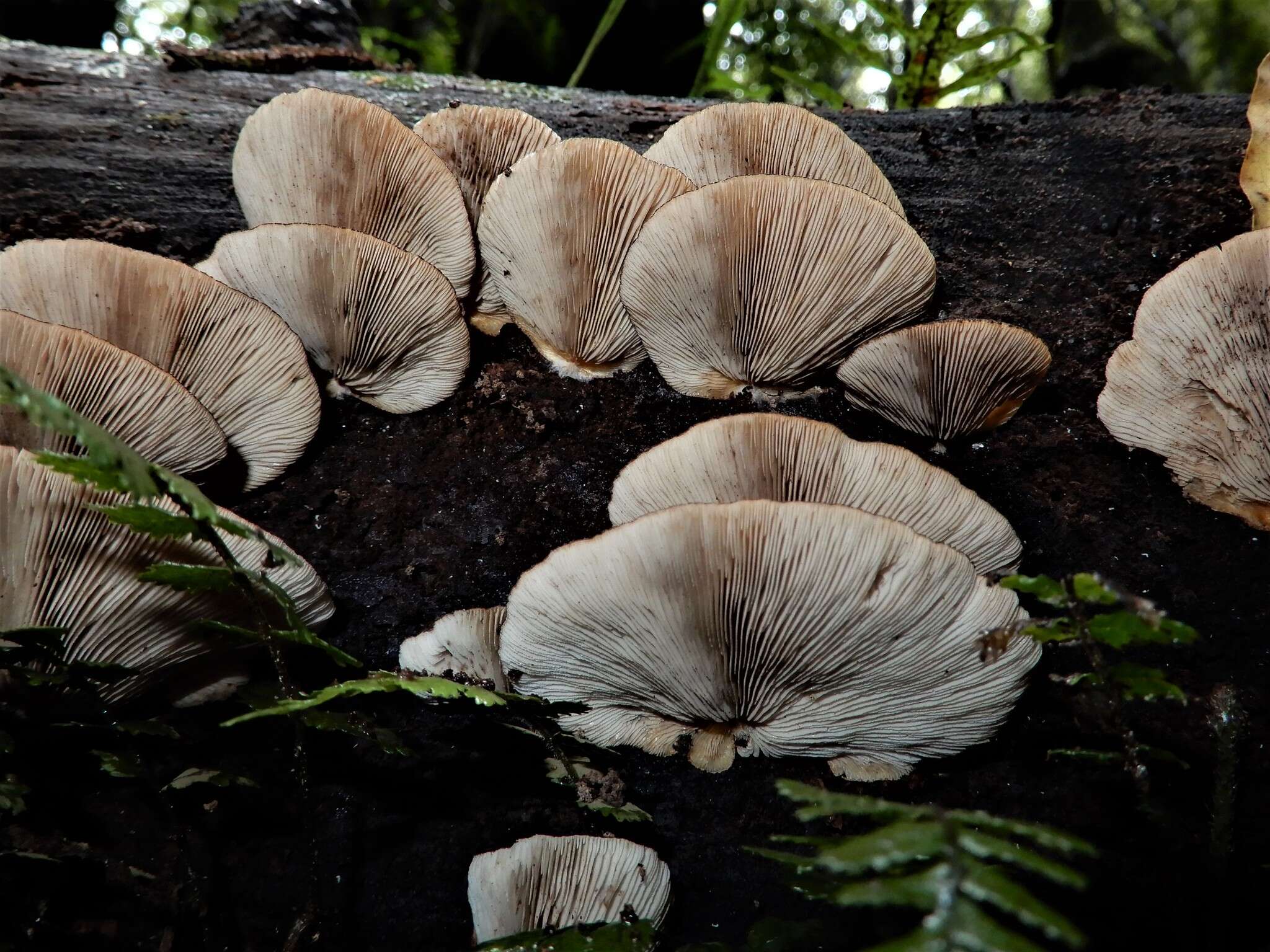 Plancia ëd <i>Crepidotus fuscovelutinus</i>