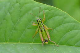 Pseudopodisma fieberi (Scudder & S. H. 1897) resmi