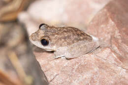 Image de Litoria coplandi (Tyler 1968)