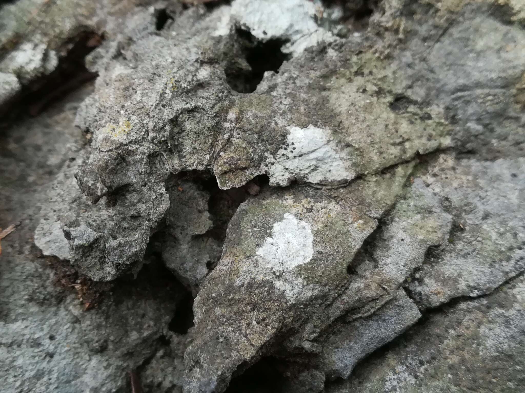 Image of wart lichen