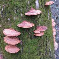 صورة Phellinus gilvus (Schwein.) Pat. 1900