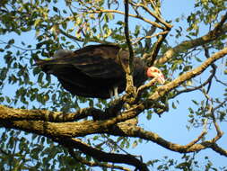 Image of Lesser Yellow-headed Vulture