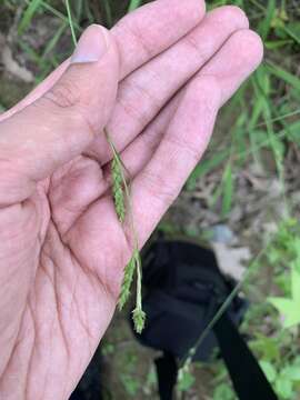 Carex oxylepis var. oxylepis resmi