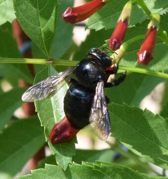 Image of large carpenter bee