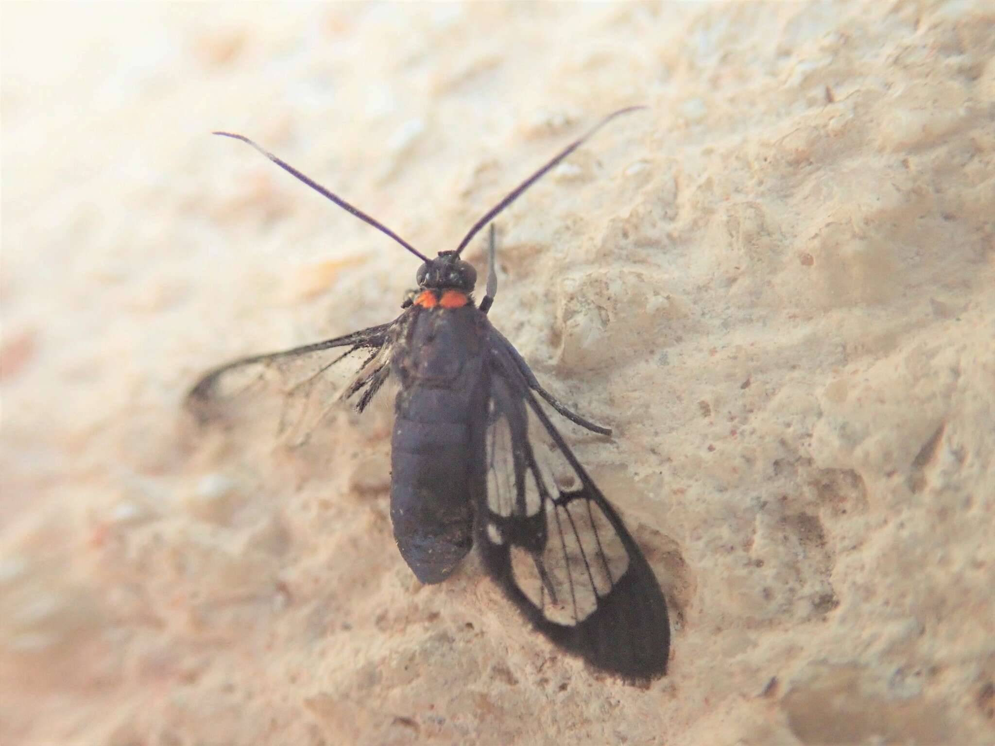 Imagem de Loxophlebia geminata Schaus 1905