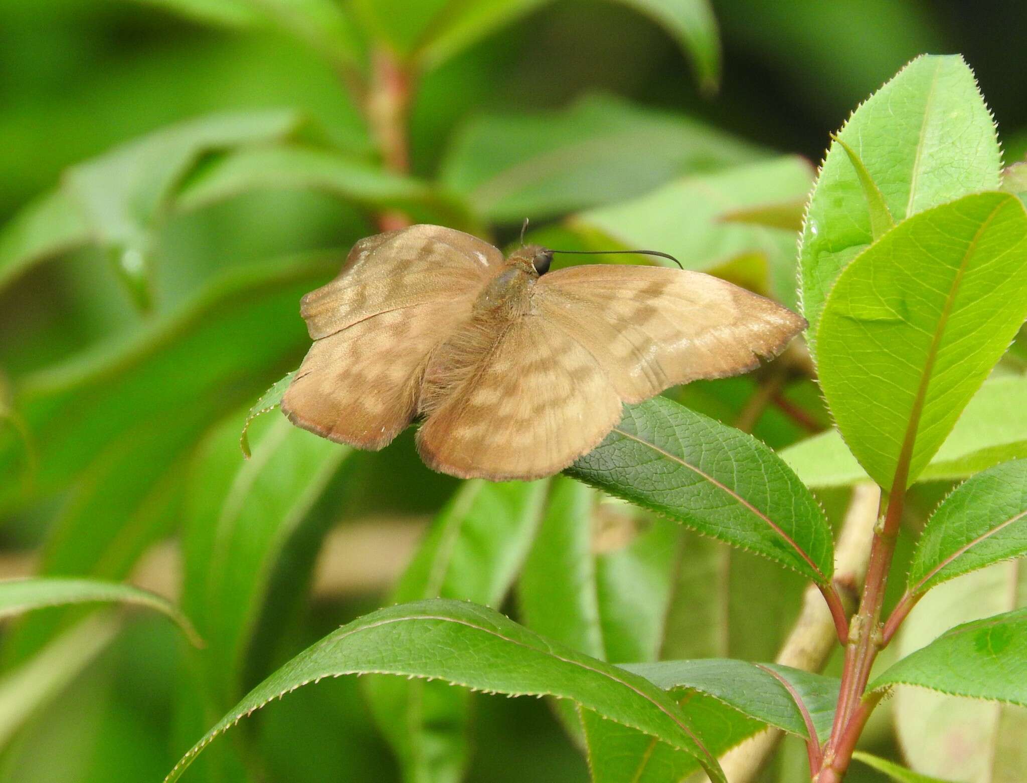 Image of Achlyodes pallida Felder 1869