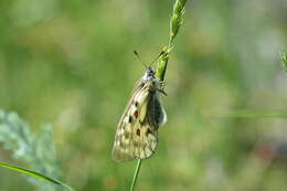 Sivun Parnassius ariadne (Lederer 1853) kuva