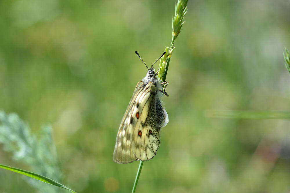 Parnassius ariadne (Lederer 1853) resmi