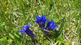 Image of Gentiana clusii subsp. clusii