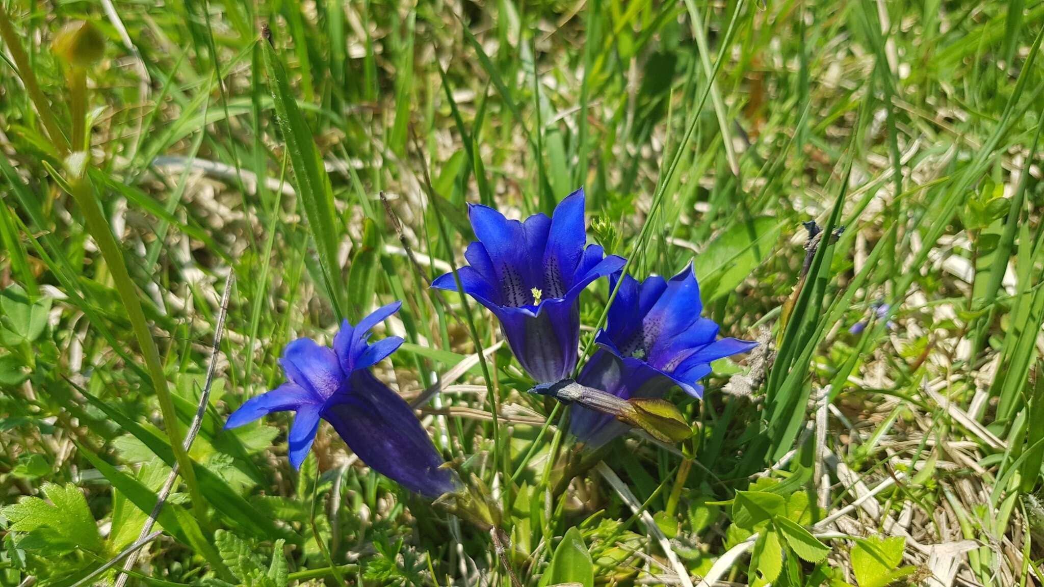 صورة Gentiana clusii subsp. clusii