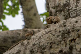 Image of Gambian Sun Squirrel