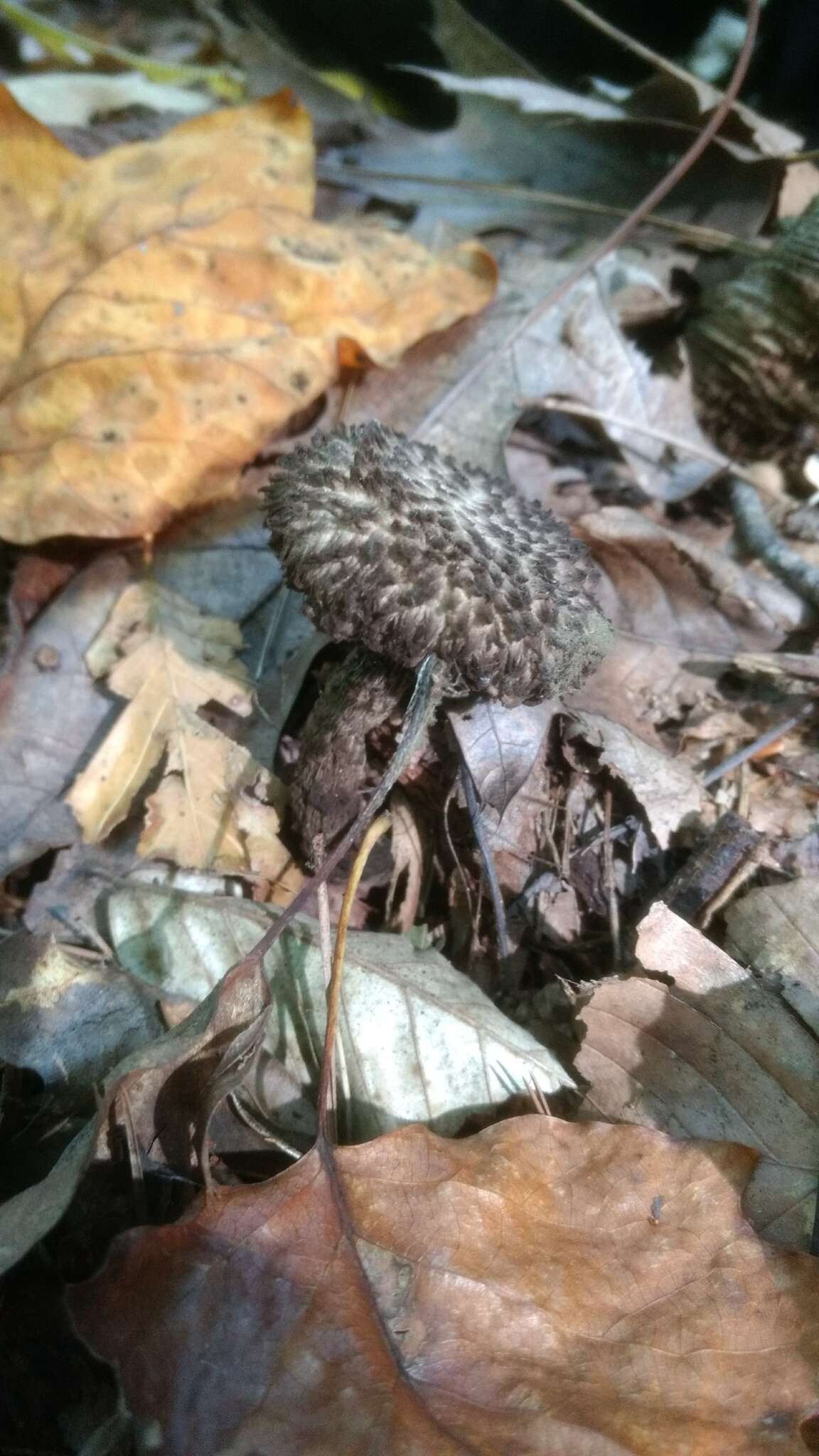 Слика од Strobilomyces strobilaceus (Scop.) Berk. 1851