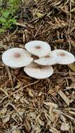 Image of Leucoagaricus americanus (Peck) Vellinga 2000