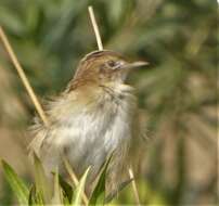 Image of Cisticola juncidis terrestris (Smith & A 1842)