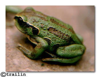 Image of Badditu Forest Treefrog