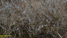 Image of rose-gold pussy willow