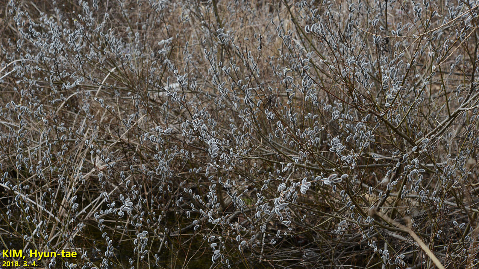 Image of rose-gold pussy willow