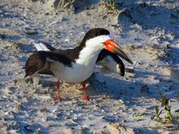 Image de Rynchops niger niger Linnaeus 1758