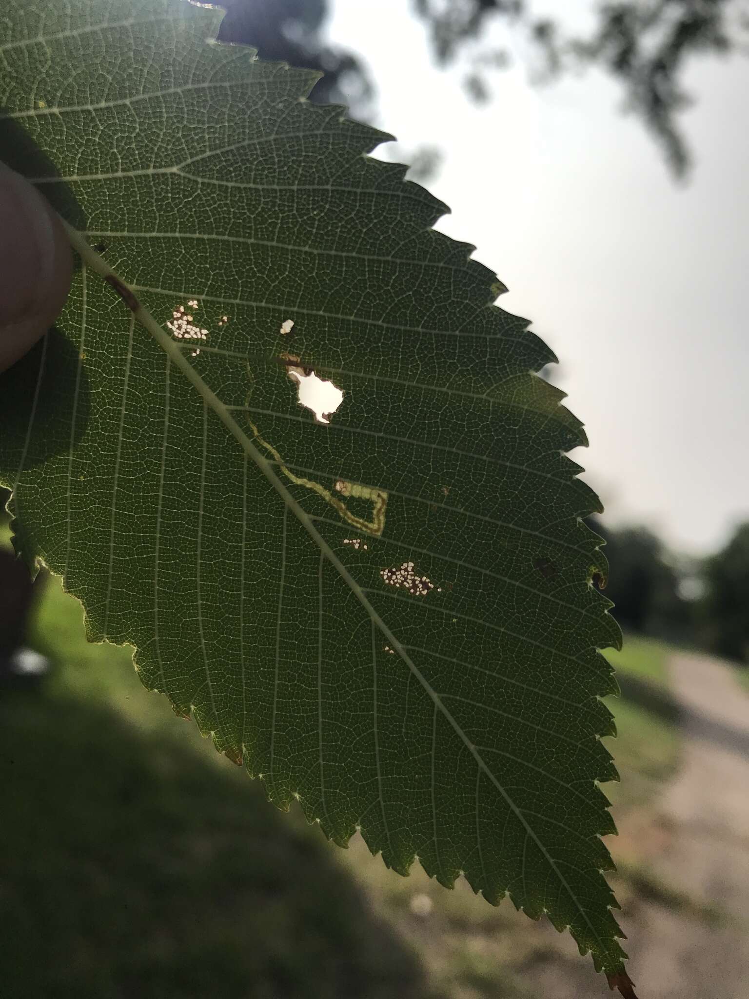 Stigmella multispicata Rociene & Stonis ex Stonis & Rociene 2014的圖片