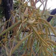 Image of Phoradendron carneum Urb.