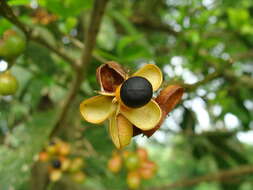 Image of Talisia macrophylla (C. Martius) Radlk.