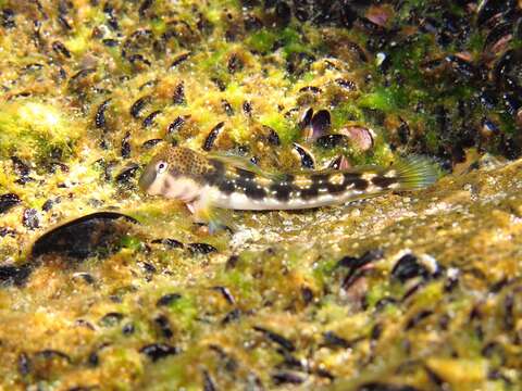 Image of Adriatic blenny