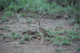 Image of Three-banded Courser