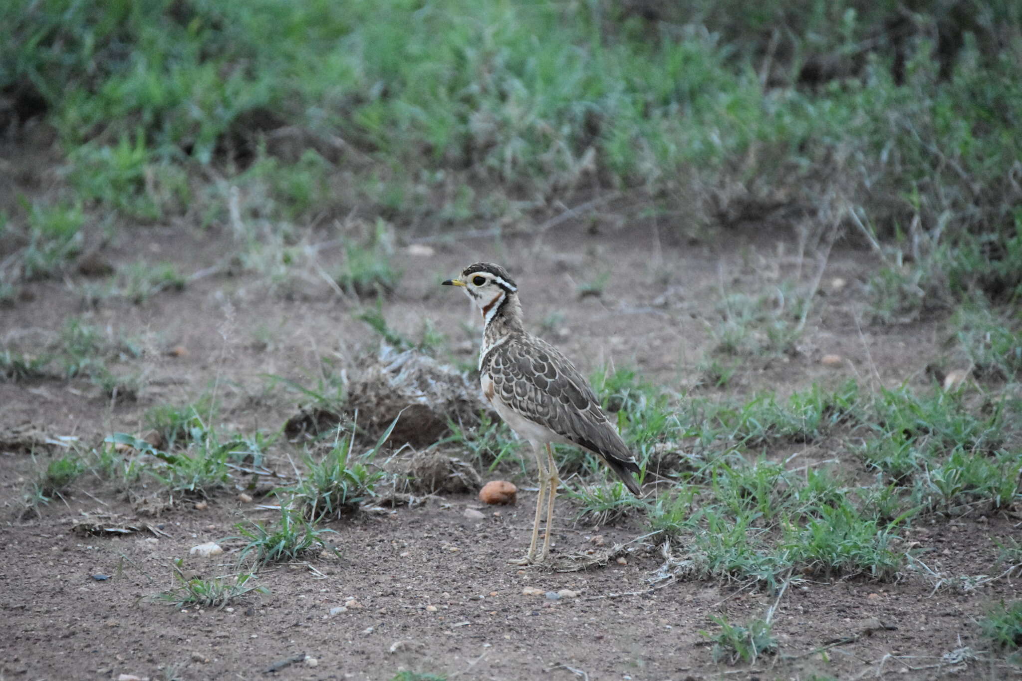 Image of Three-banded Courser