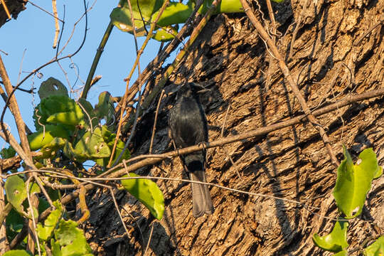 Image of Common Square-tailed Drongo