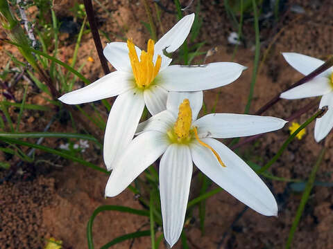 Image of Pauridia serrata subsp. albiflora (Nel) Snijman & Kocyan