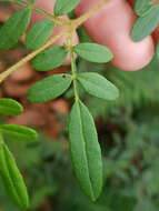 Image of Soft Boronia