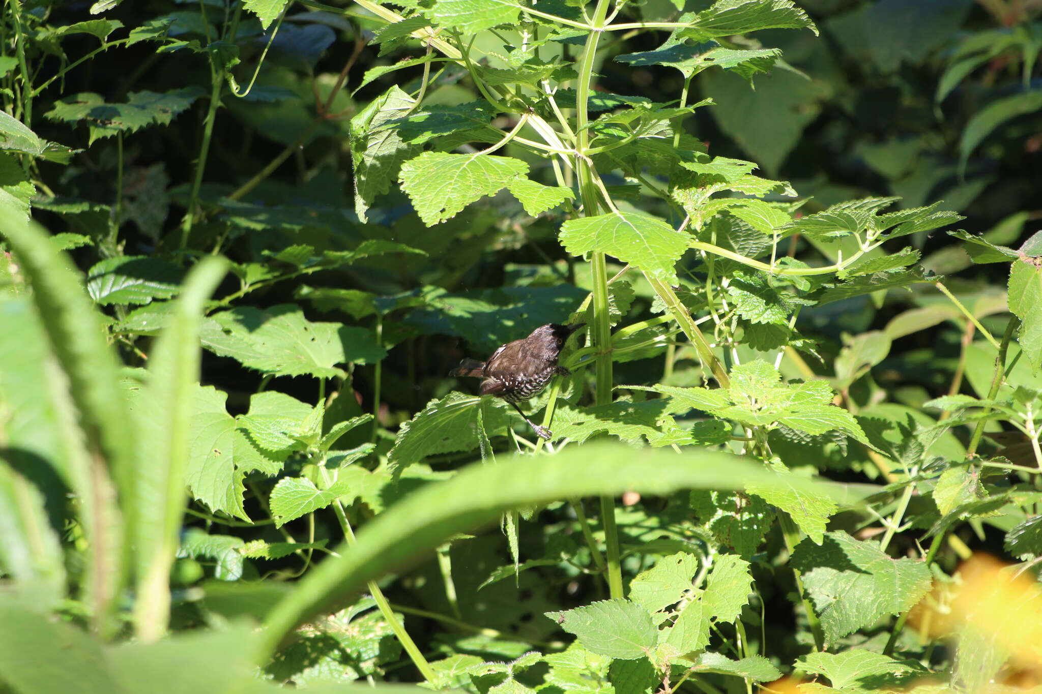 Image of Banded Prinia