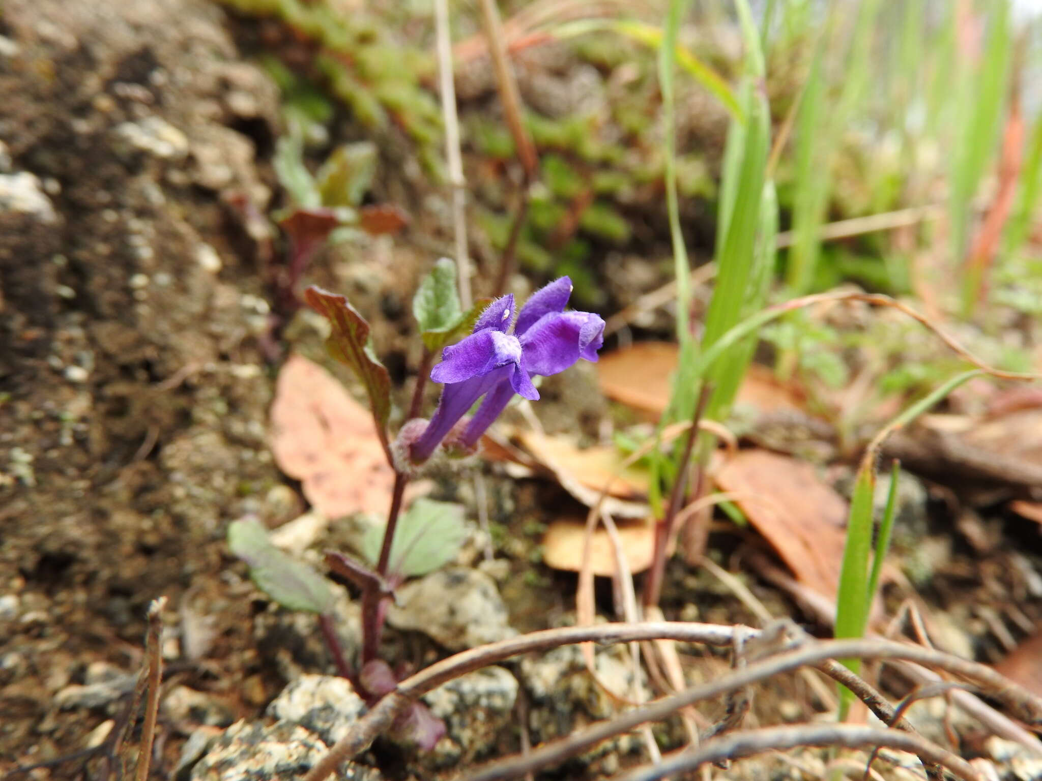 Sivun Scutellaria tuberosa Benth. kuva