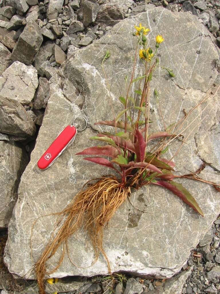 Image of Hieracium lepidulum (Stenstr.) Dahlst.