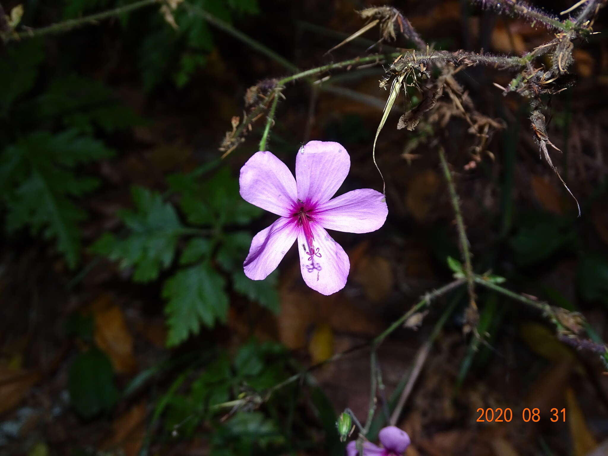 Image of Canary Island geranium