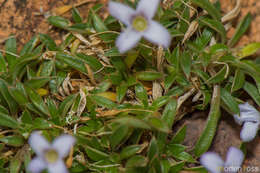 Image of Oldenlandia pulvinata (Balf. fil.) Vierh.